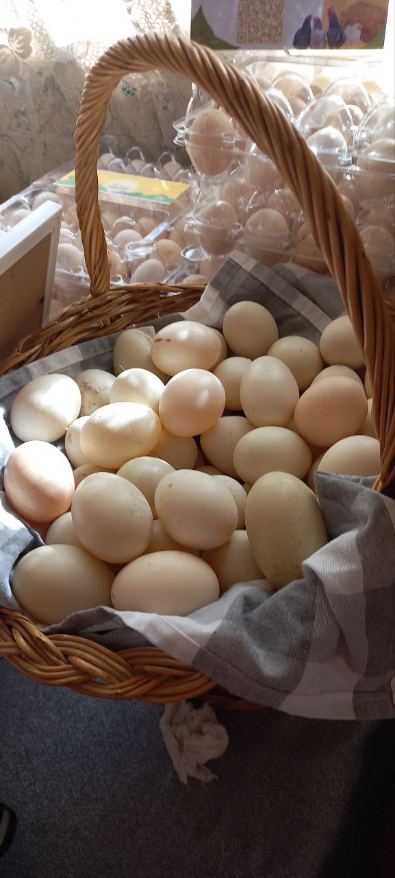 egg